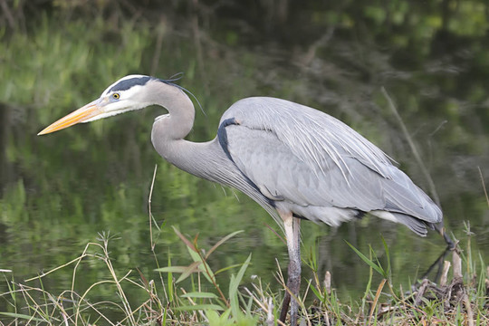 大藍(lán)鷺（Ardea herodias）
