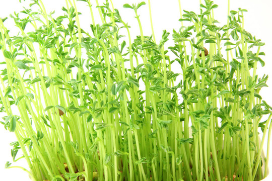 扁豆植物紋理