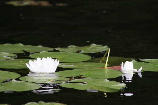 水百合