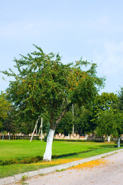 李；樹(shù)