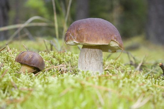 苔蘚中的野生蘑菇