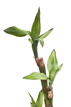 幸運(yùn)竹孤立