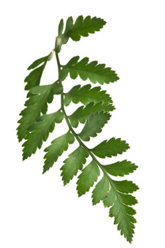 白色背景下的Green Fern