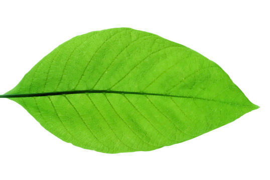 板栗春葉