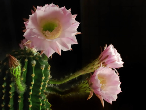 仙人掌花