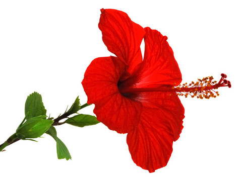 孤立的紅芙蓉
