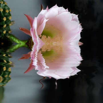仙人掌花的思考