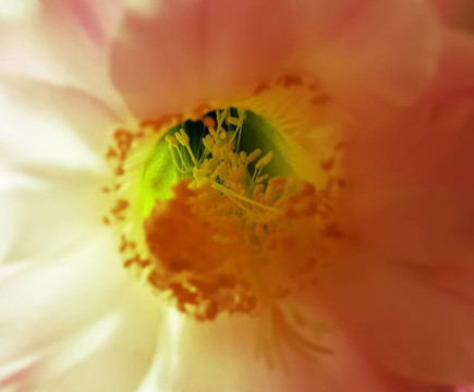 仙人掌花