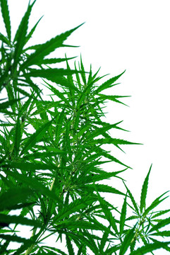 大麻葉
