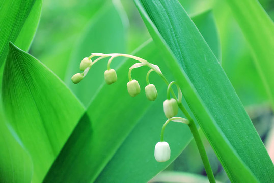 山谷的百合花
