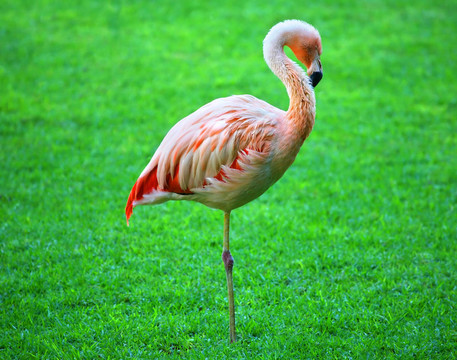 火烈鳥站