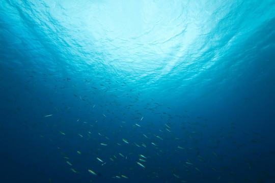 海洋；太陽和魚