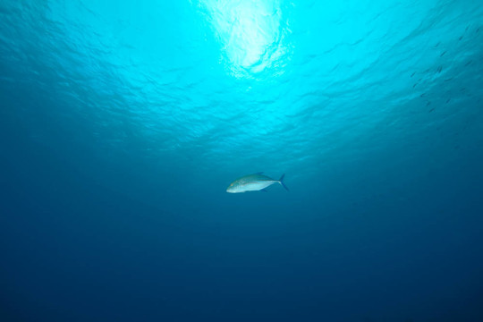 海洋；太陽和魚