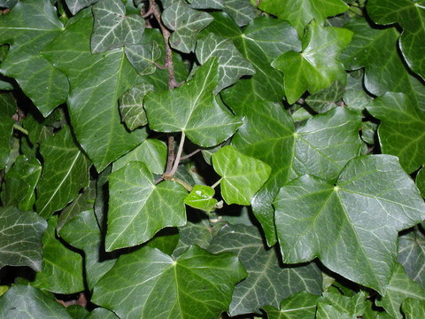 常春藤
