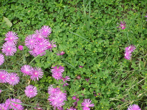 草草地