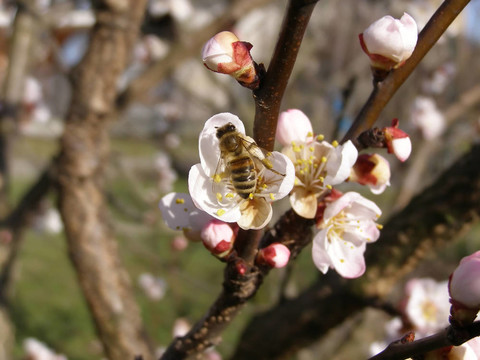 蜜蜂從花中取花蜜