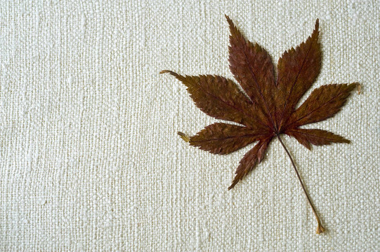 干麻的葉