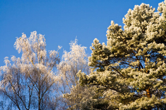 raureif；glazed frost