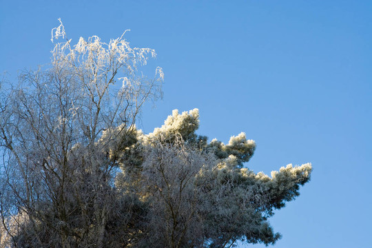 raureif；glazed frost
