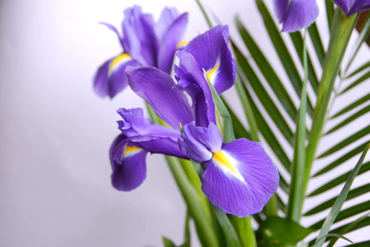 鳶尾花