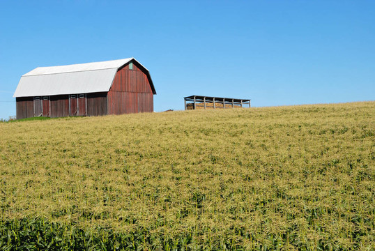 麥田與Barn