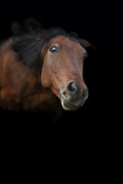 馬