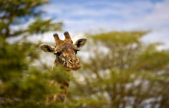 Giraffe的目光