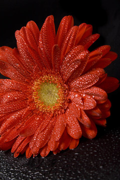 紅太陽