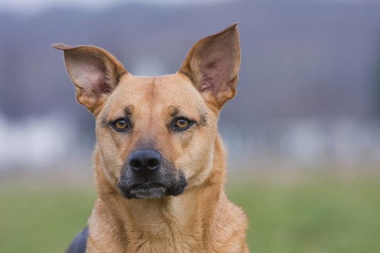 podenco牧羊犬的畫像