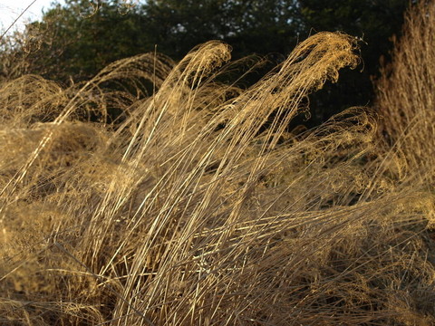 草