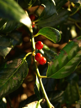 樹上的紅色漿果