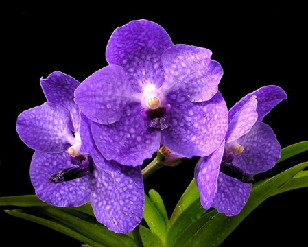 公主笠藍(lán)中聯(lián)蘭花