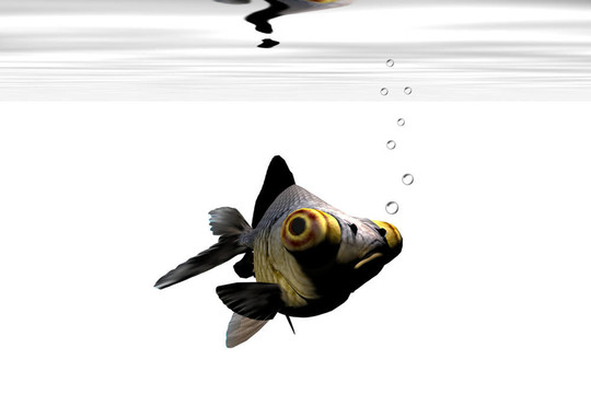 黑金魚