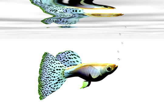 奇特的孔雀魚