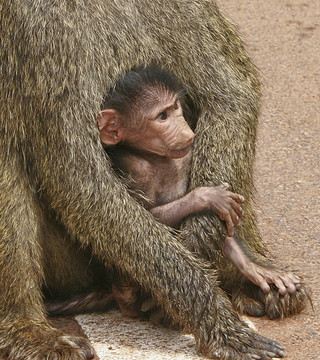 Baboon抱著非常小的孩子