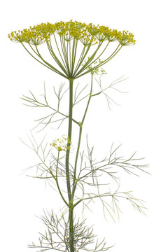 蒔蘿（Anethum graveolens）
