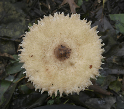 羊肚菌