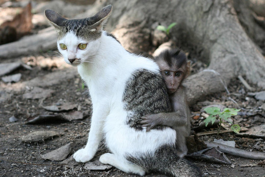 小猴子