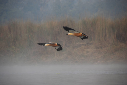 Ruddy Shelducks C