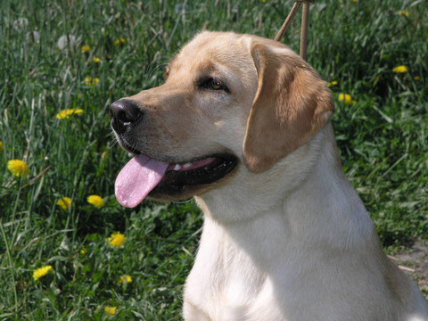 dog2
