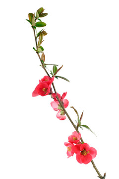 紅木瓜