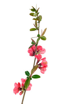 紅果樹(shù)花