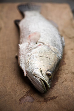 魚