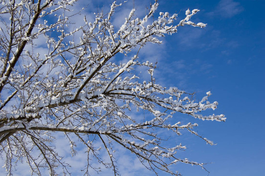 雪樹
