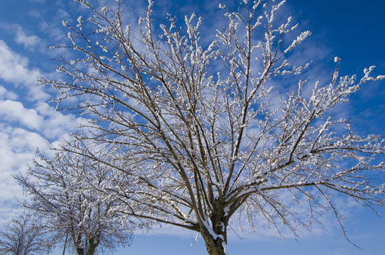 雪樹