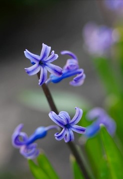風(fēng)信子