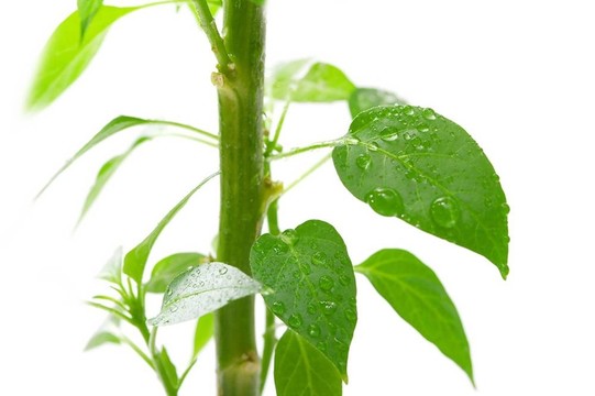 植物