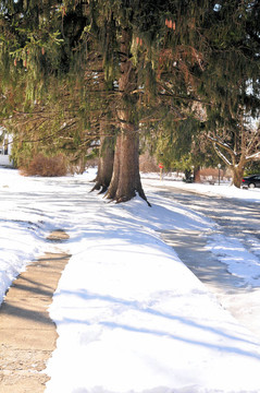農(nóng)村雪樹巷