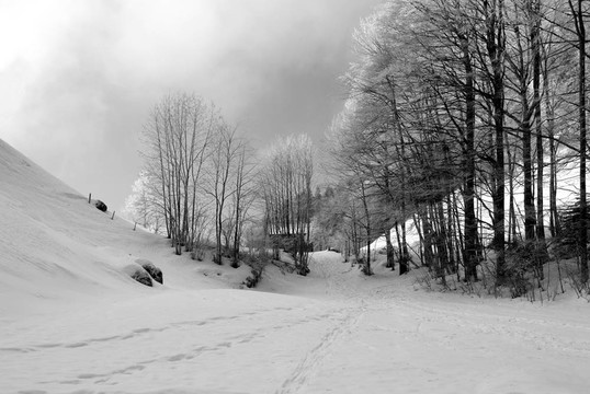 雪地里的小路
