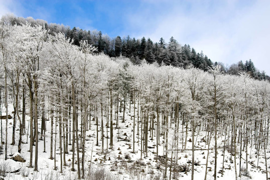 雪中的樹(shù)